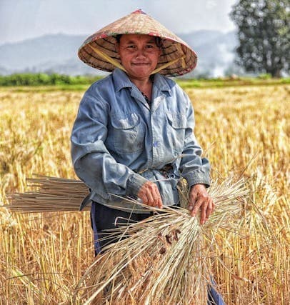 Farmer working in golden rice field